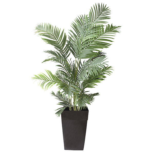 ARECA PALM IN BLACK PLANTER 6 X 4ft