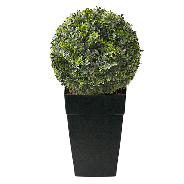 40 X 20ft OUTDOOR BOXWOOD BALL TOPIARY