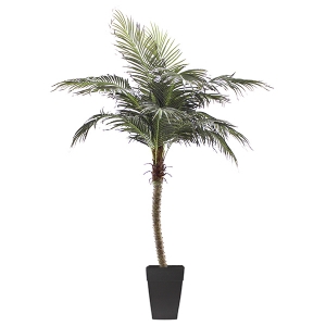 8ft PHOENIX PALM TREE