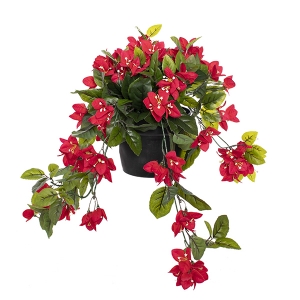 BOUGAINVILLEA IN A BLACK PLASTIQUE PLANTER, 17 X 16 X 16ft